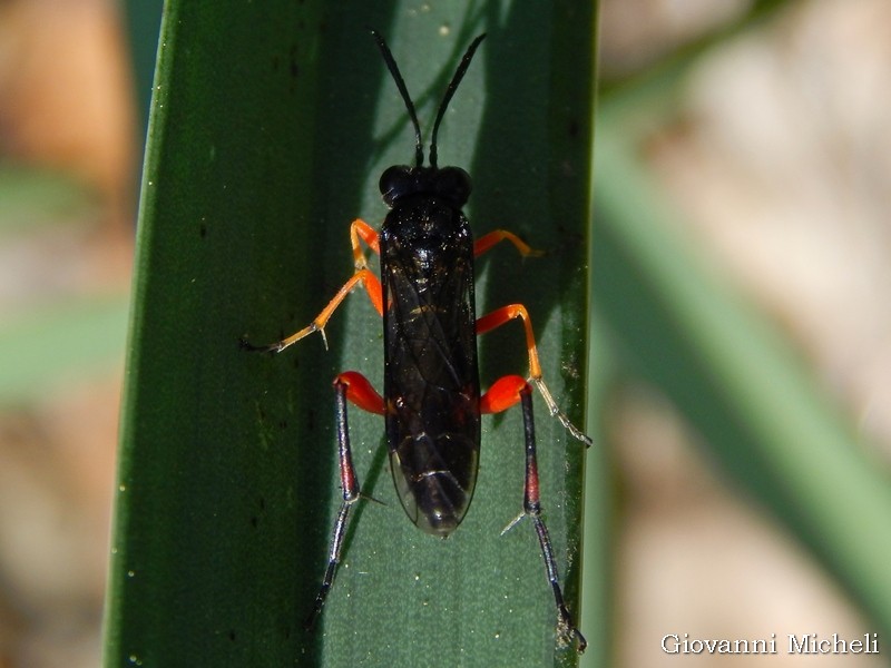 Aiuto ID Tenthredinidae